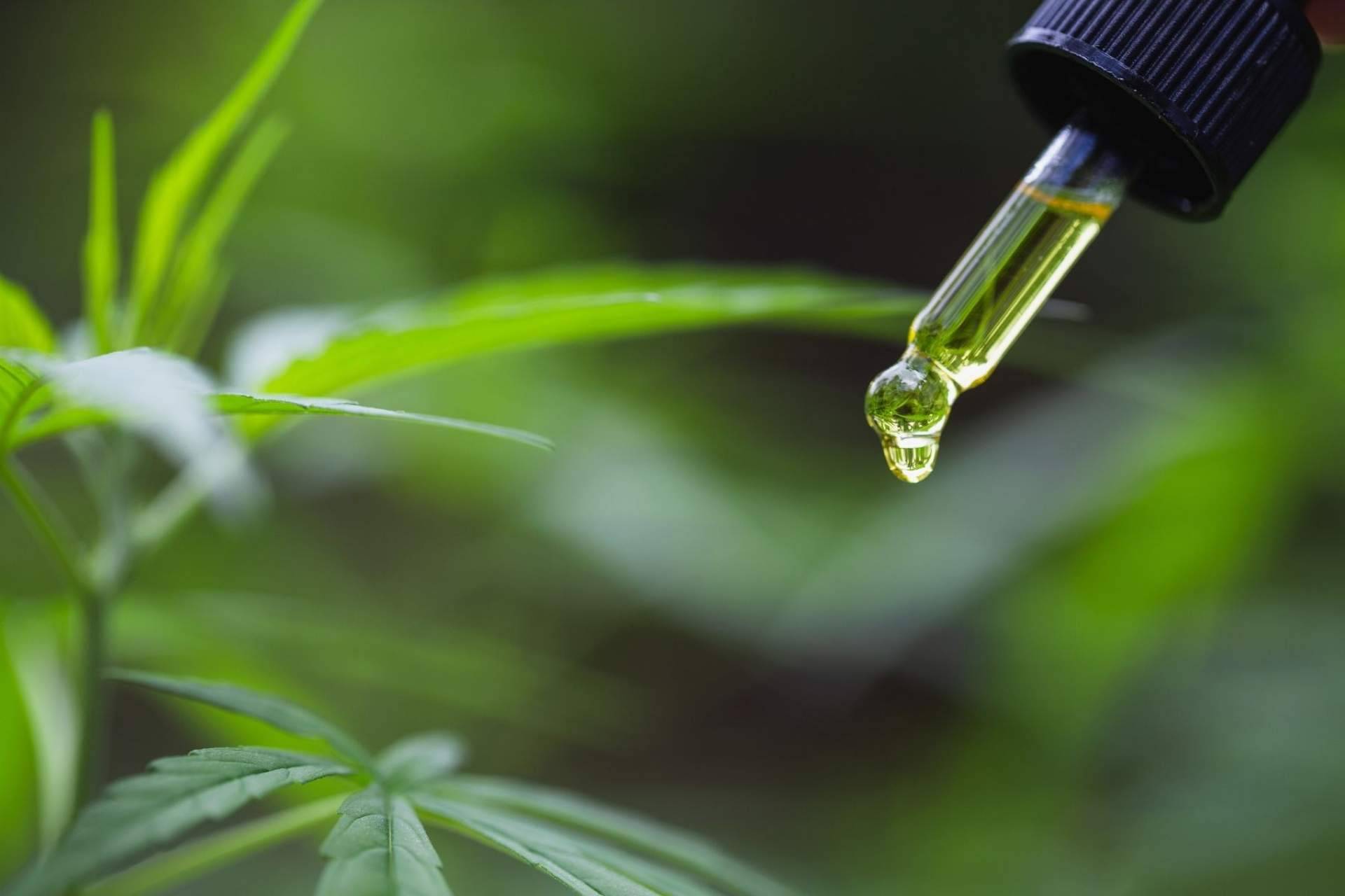La opinión de Legalhemp Biocosmetic sobre cómo puede el aceite CBD mejorar molestias musculares
