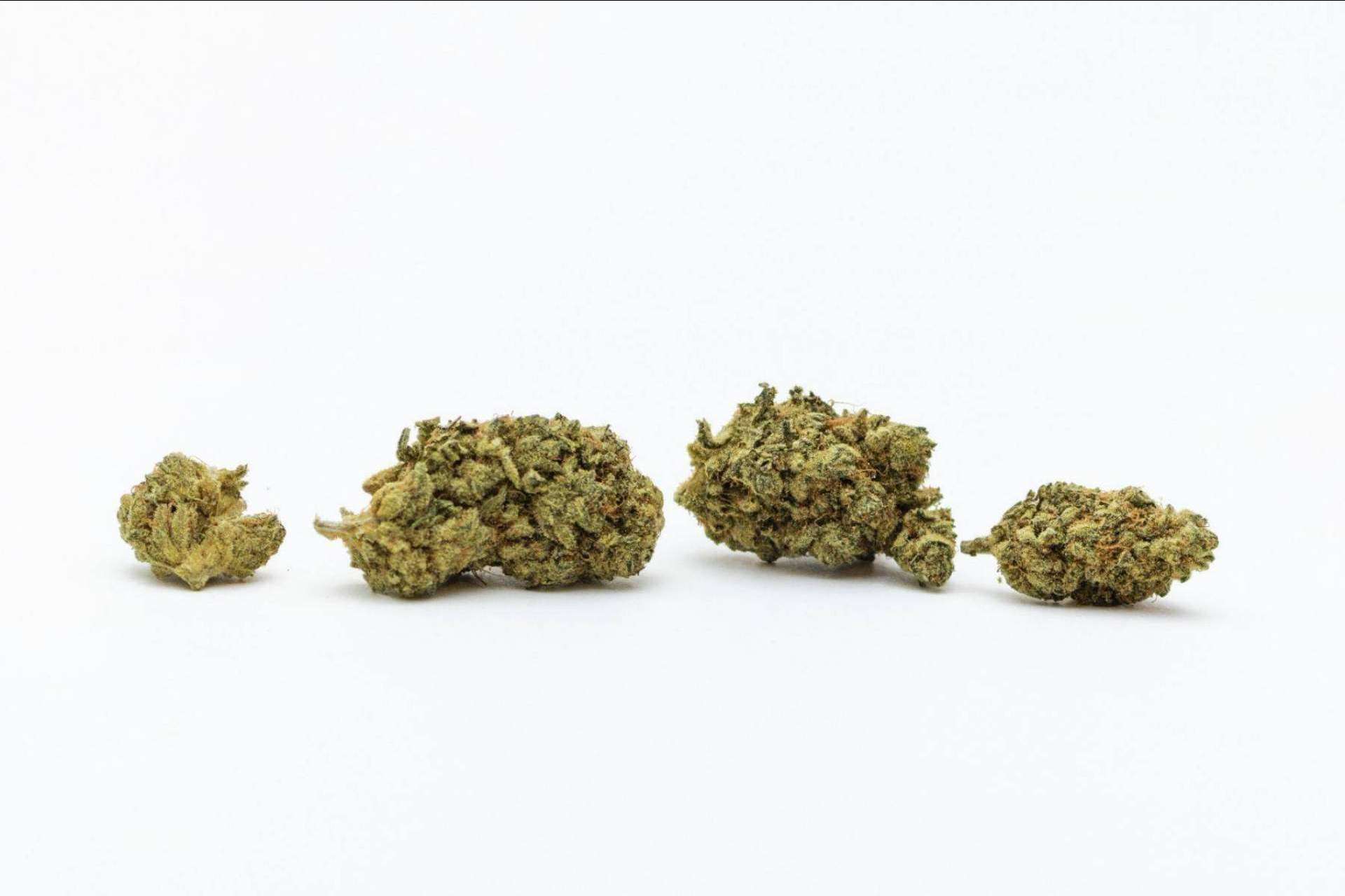 ¿Qué son las flores de cannabidiol?, según De Pata Verde