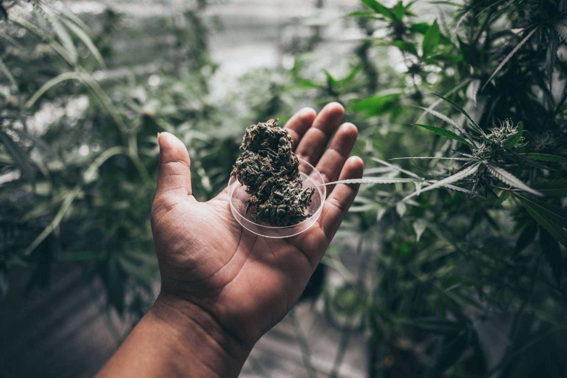 Comprar flores de CBD en España