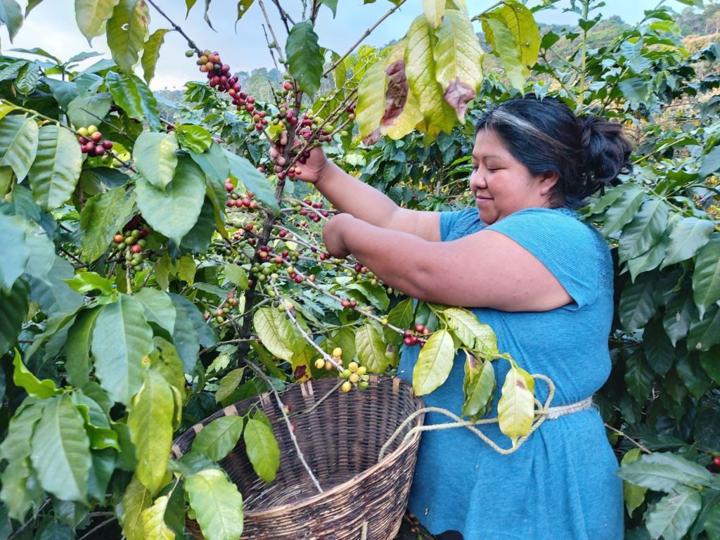 Foto de Los pequeños caficultores encuentran financiación para sus