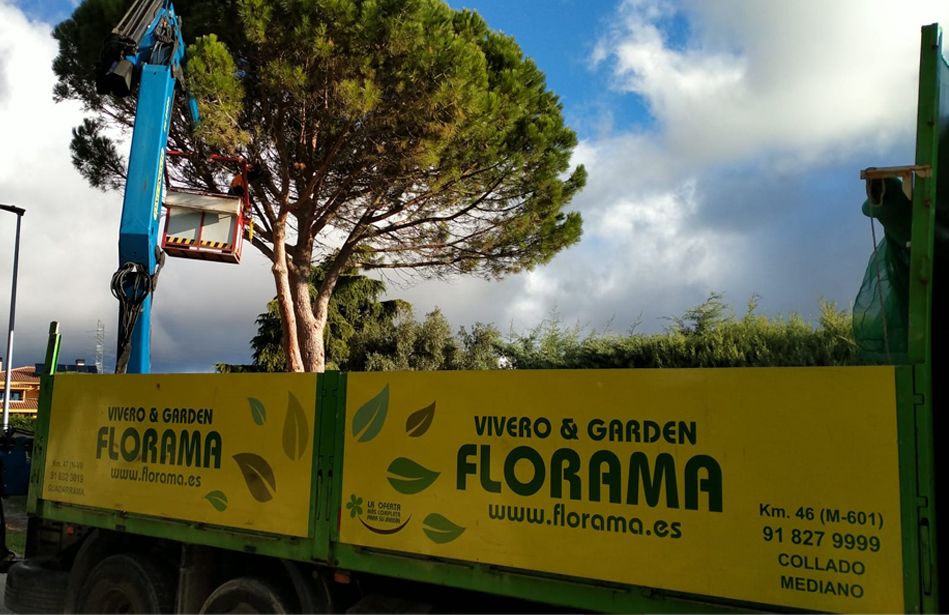 Foto de Todo lo que se necesita saber sobre la poda de árboles, por