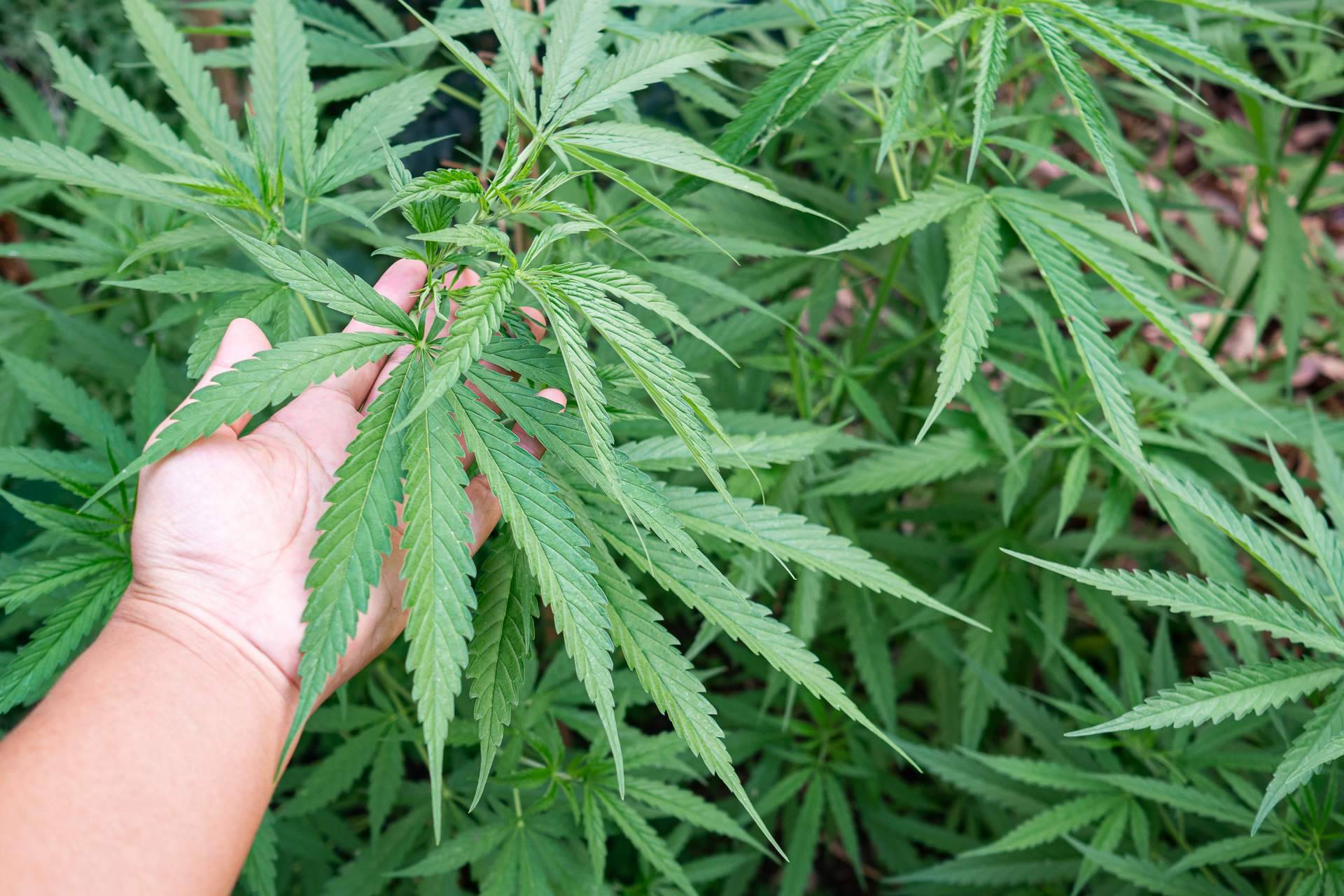 La iluminación led de topgrow.es para cultivos