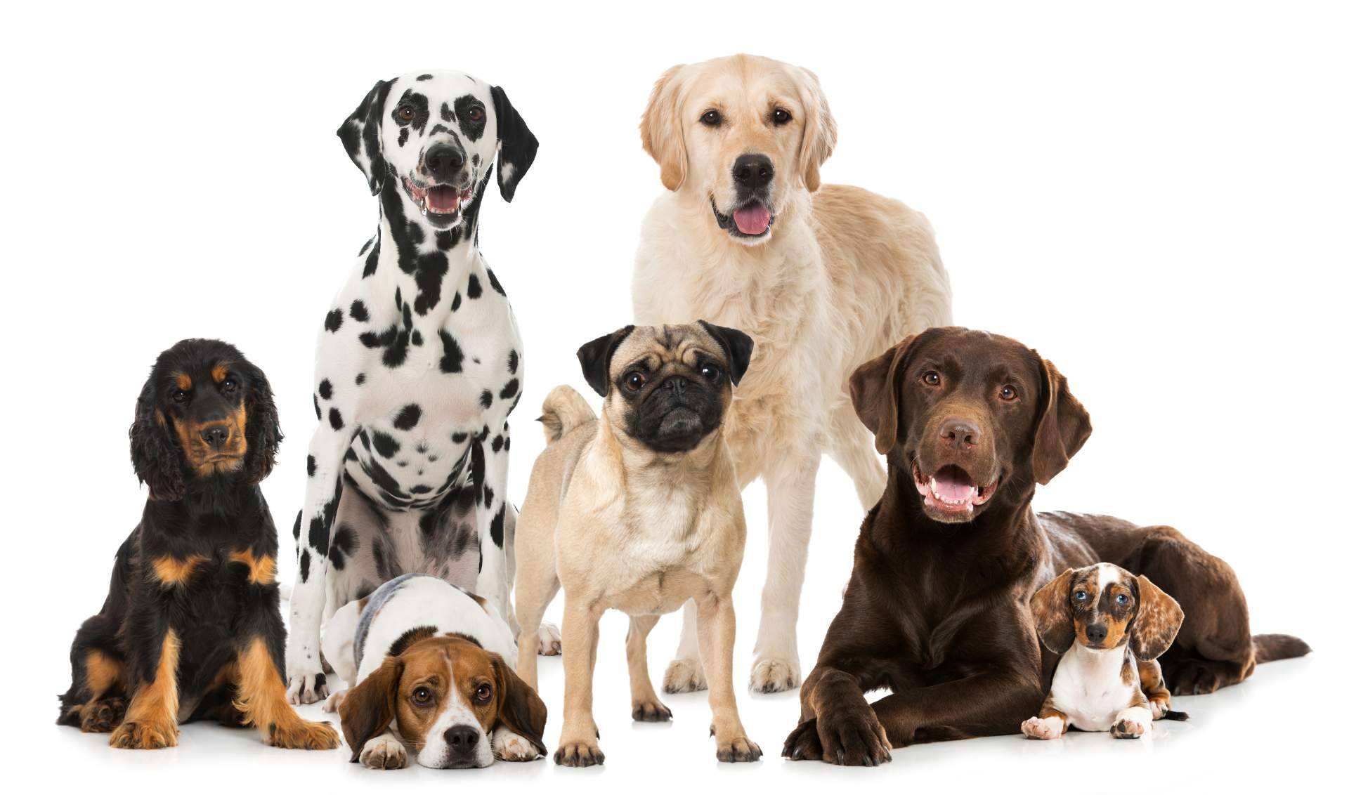 El uso del CBD para las mascotas, por CBDrocks