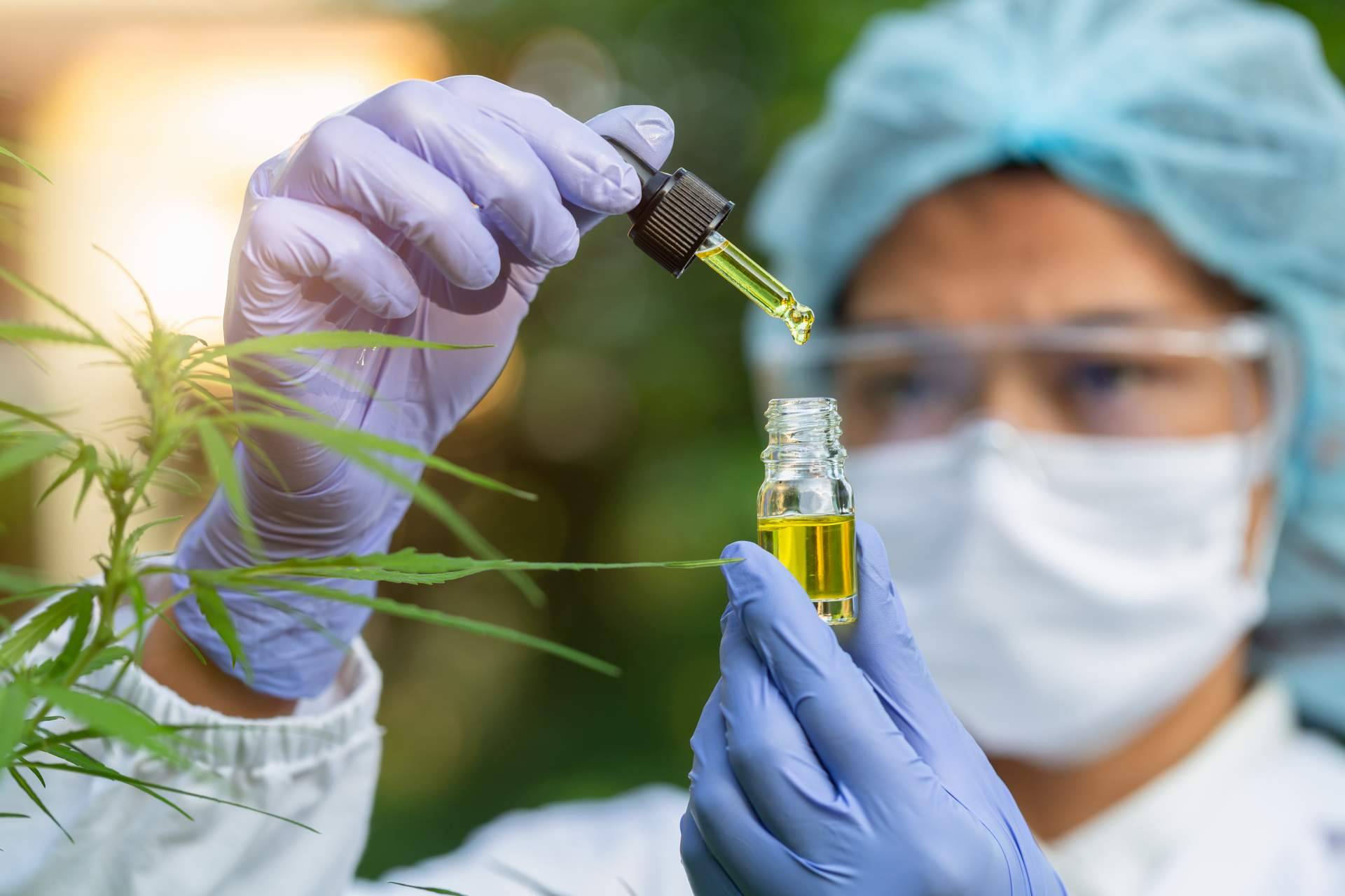 Según la consultoría cannabis medicinal Devecan, el cannabis medicinal es un sector por explotar