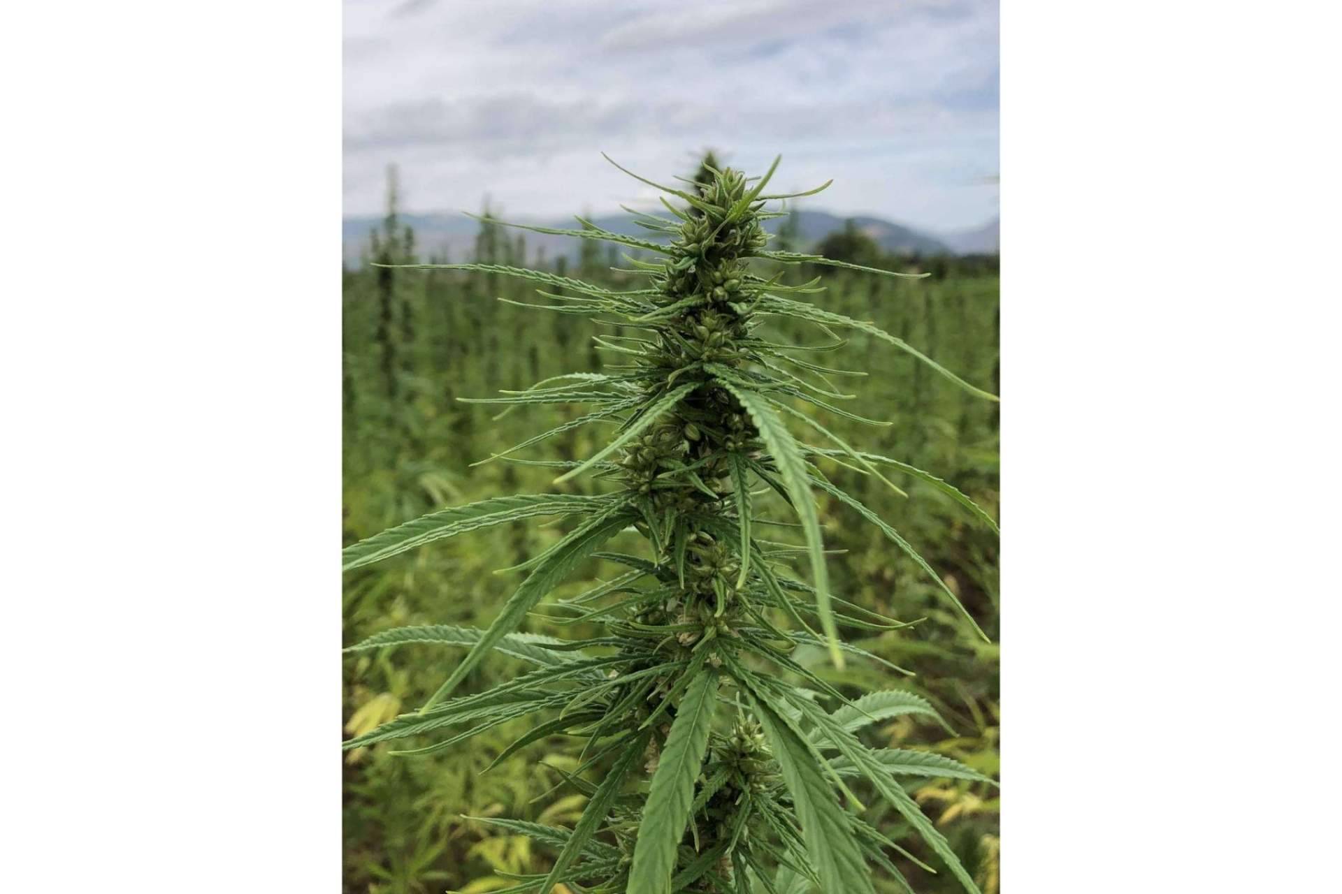 Las producciones de cáñamo disponibles de Iberian CBD