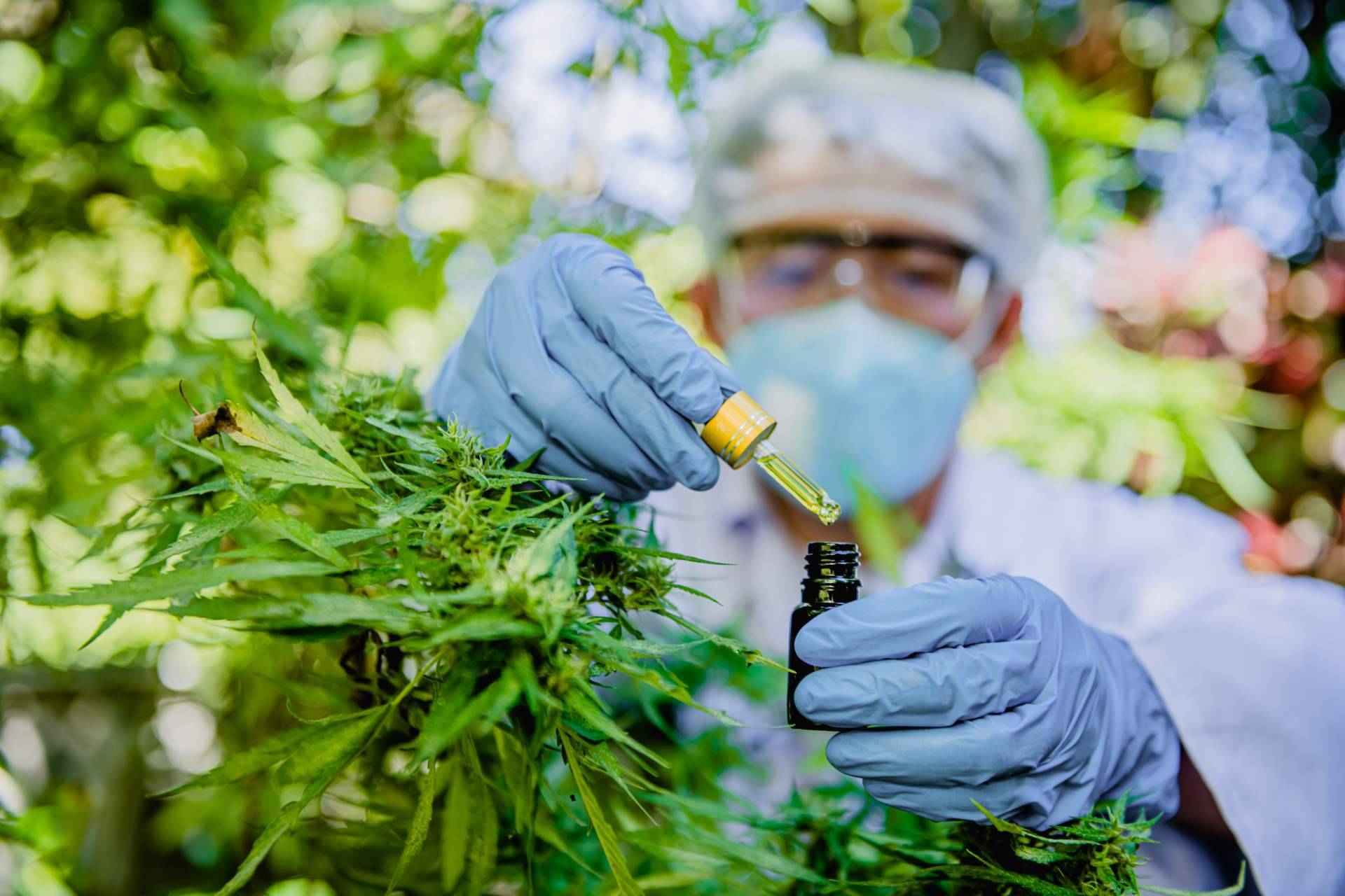 Greengos indica cuáles son los principales beneficios del CBD para la salud