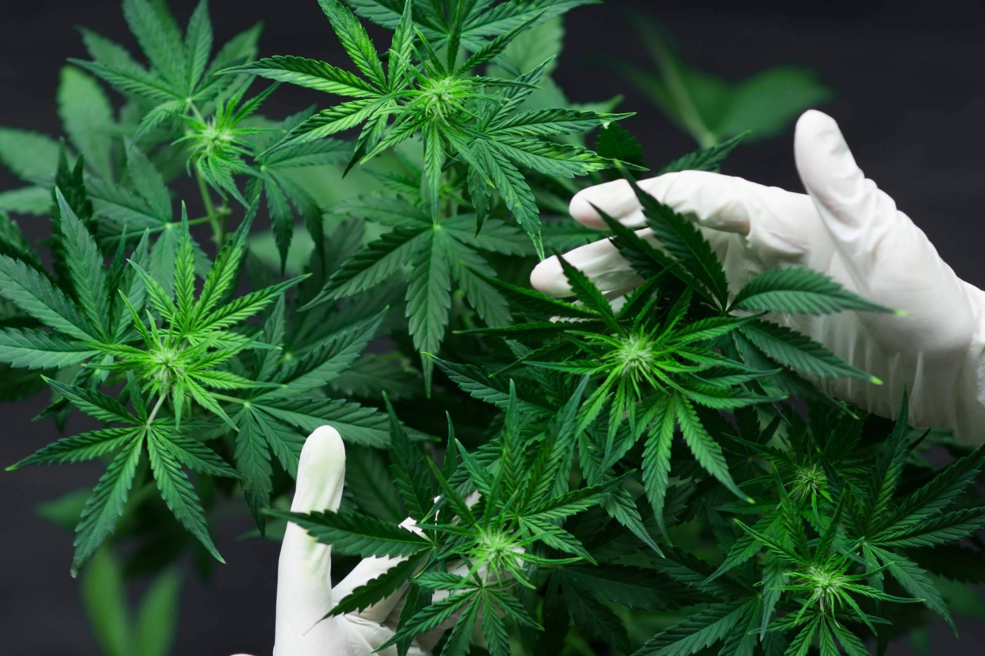 Todo lo que ofrece Cannabisbarcelona.com, una web educativa sobre el cannabis en Barcelona