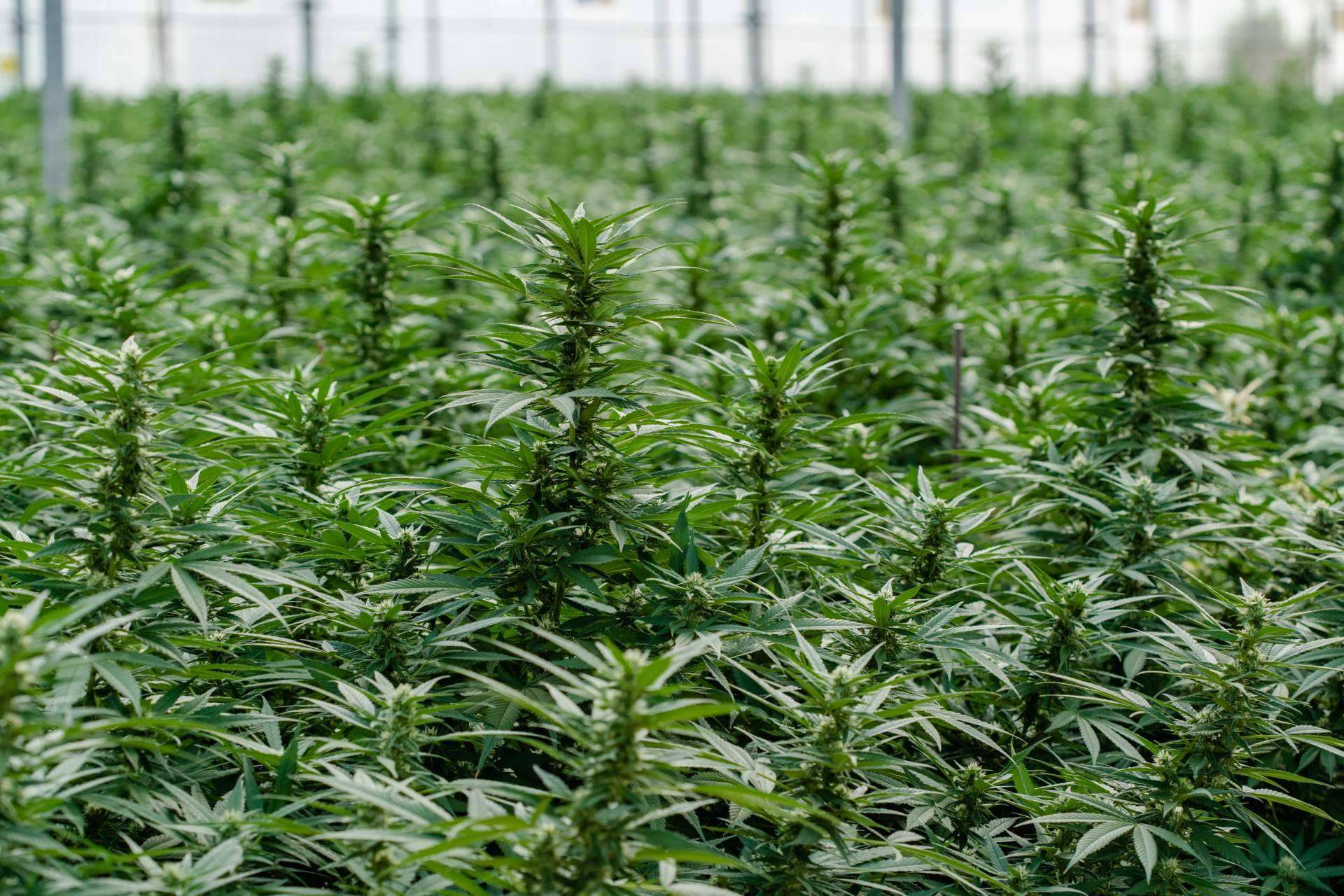 El CBD y sus principales beneficios