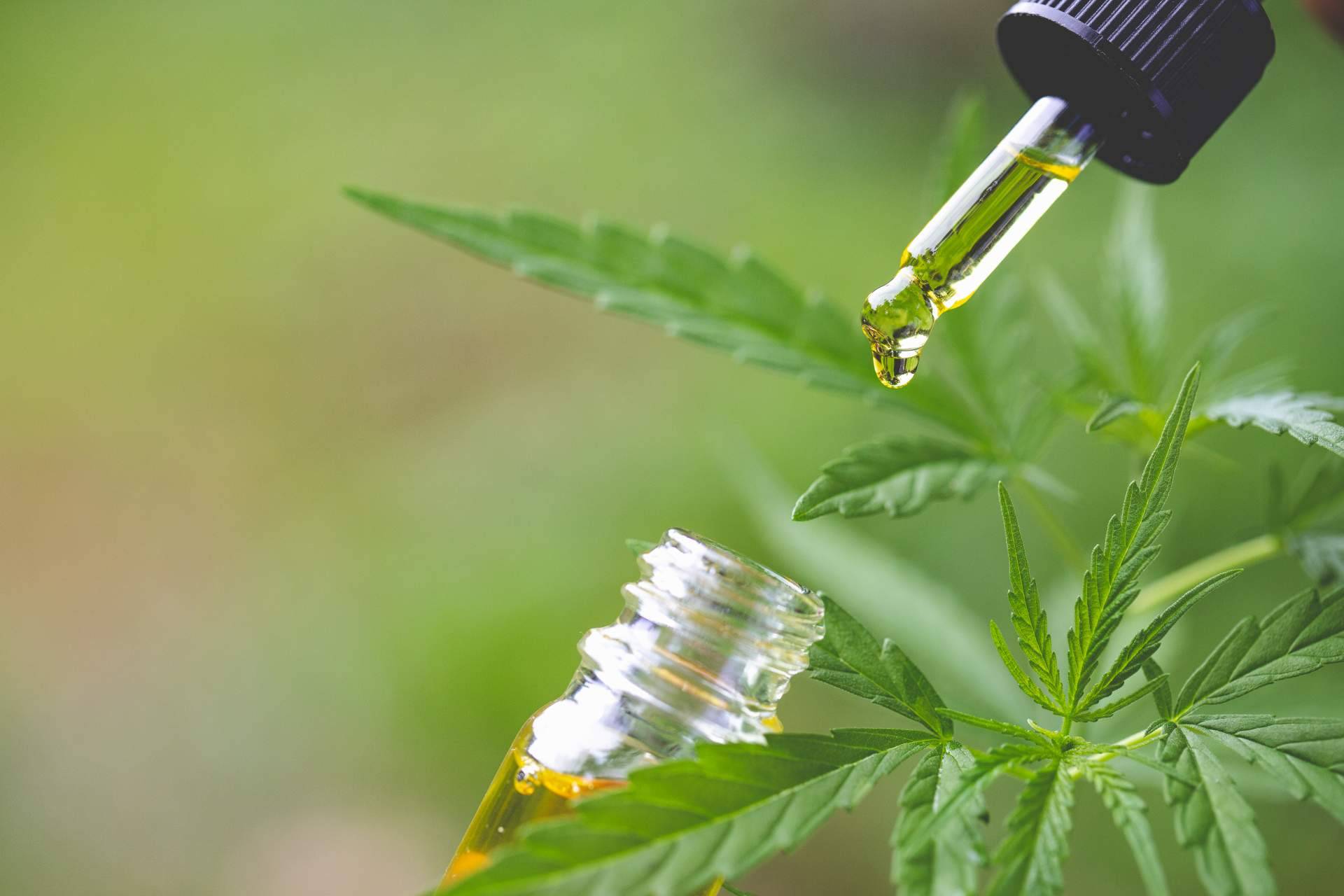 Productos CBD en Torrejón de Ardoz, de la mano de CBD Torrejón