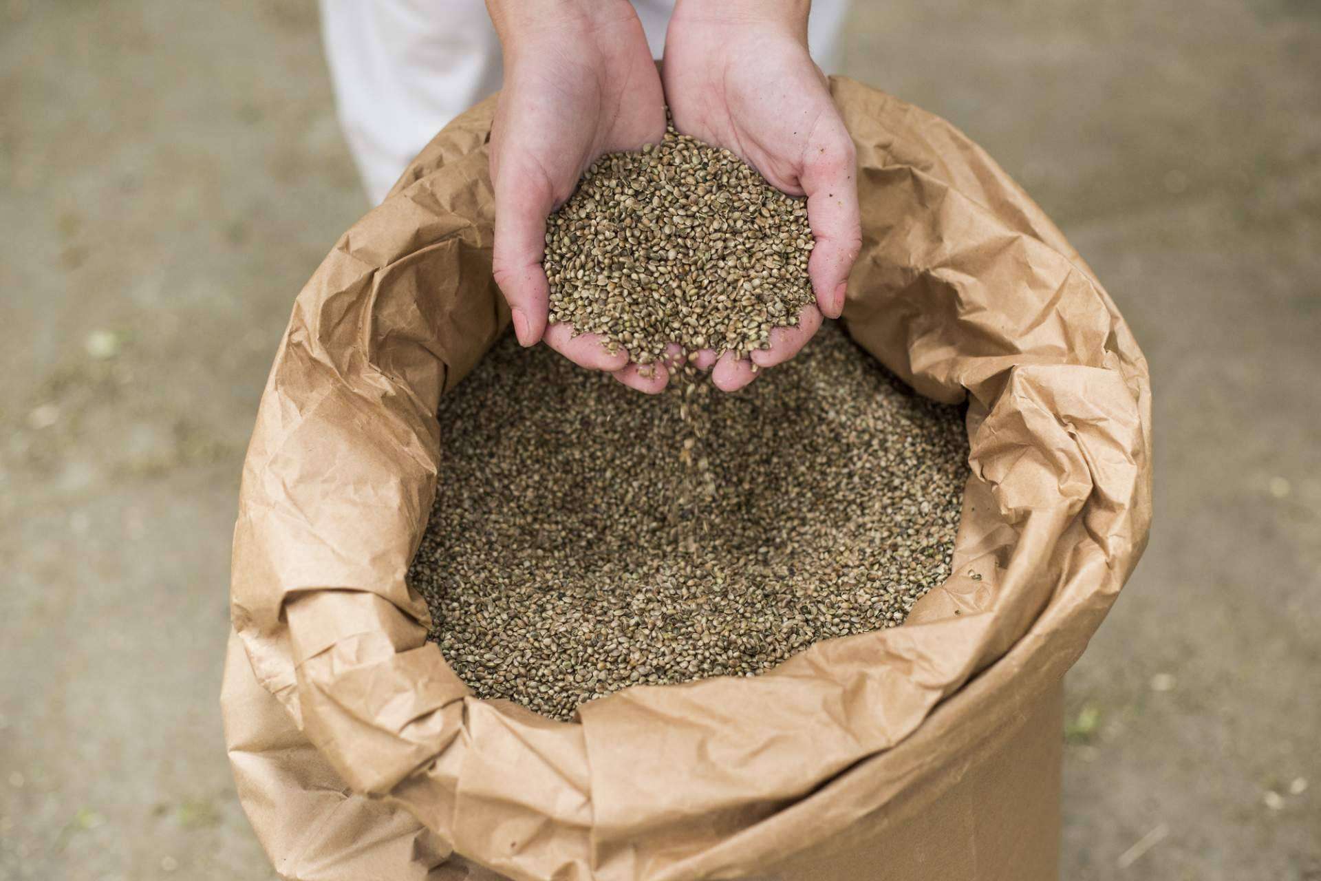 El mercado de semillas de cannabis se acelera y prevé superar los 6.500 millones de dólares en 2031