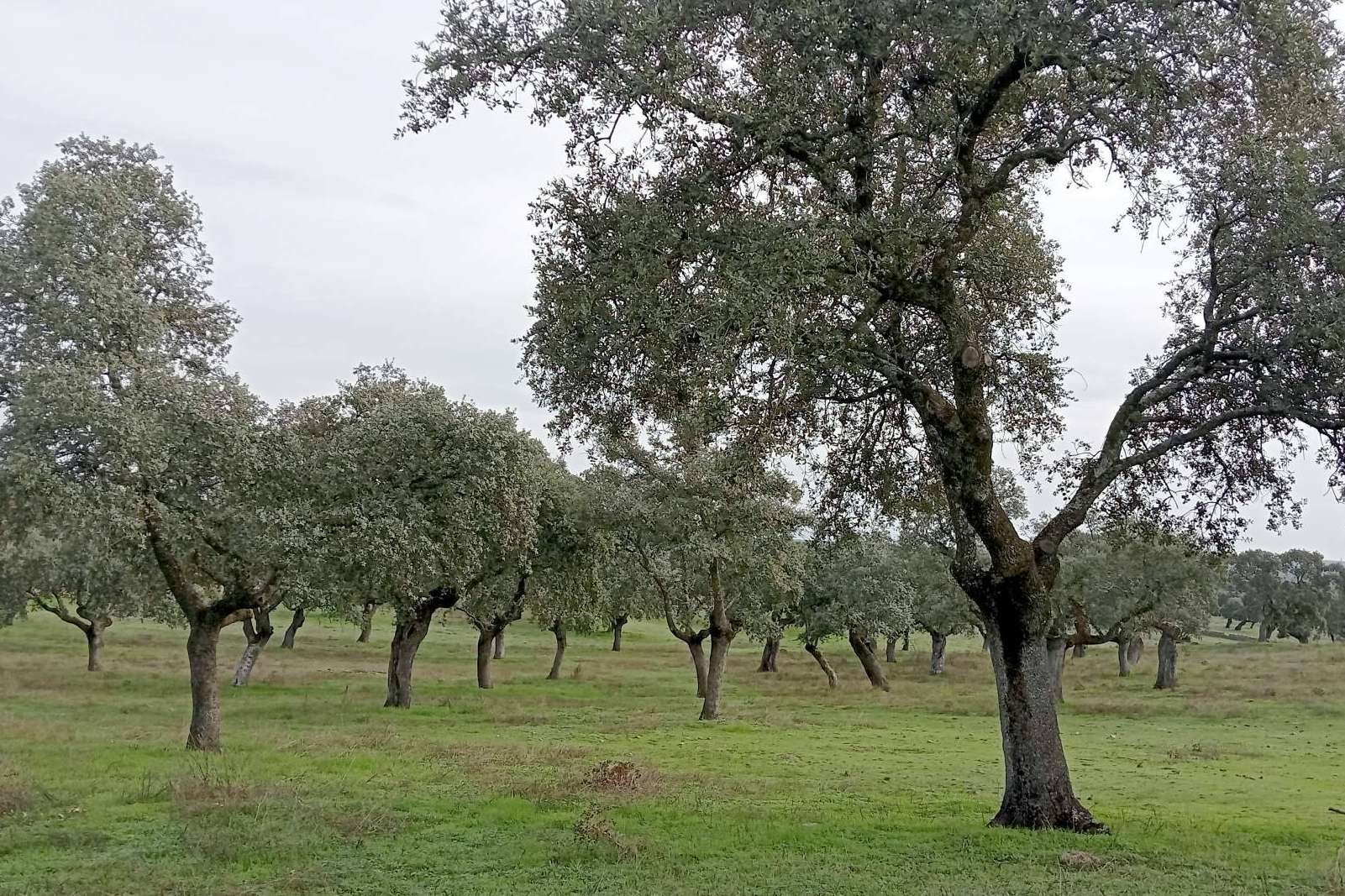 El G.O. CAPRICORNIO afronta su último año con innovaciones clave para la sostenibilidad de la dehesa
